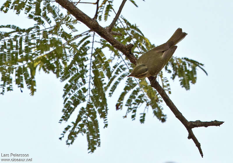 Western Crowned Warbler, pigmentation