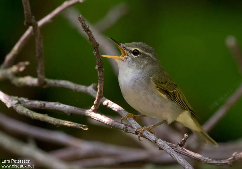 Ijima's Leaf Warbler male adult, close-up portrait, pigmentation, song