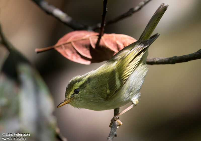 Kloss's Leaf Warbler