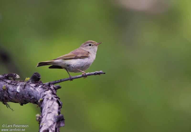 Western Bonelli's Warbler