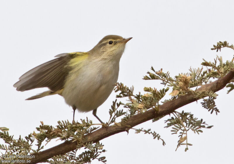 Western Bonelli's Warbler