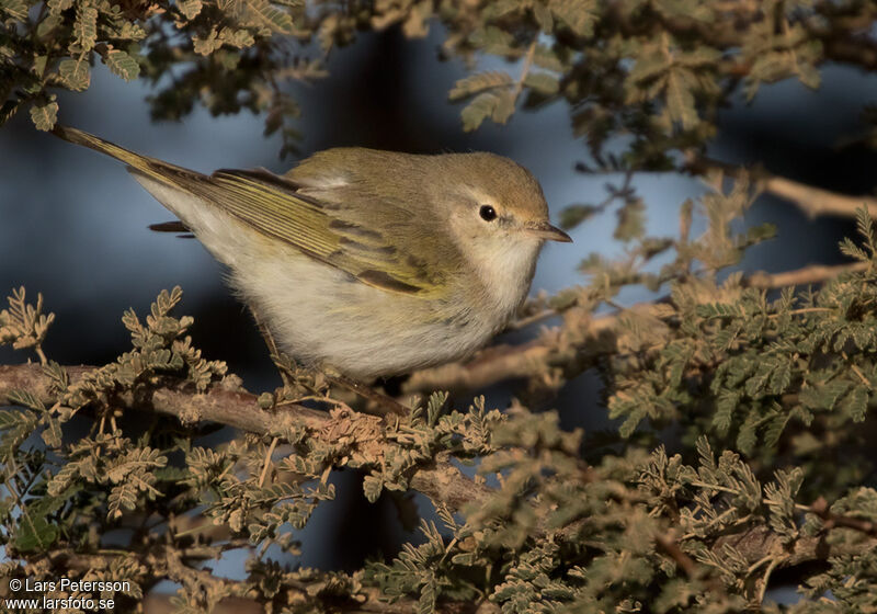 Pouillot de Bonelli