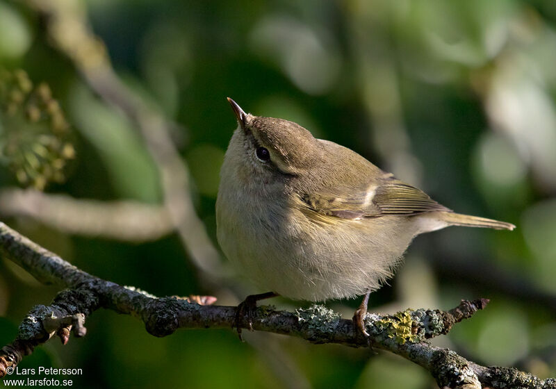 Hume's Leaf Warbler