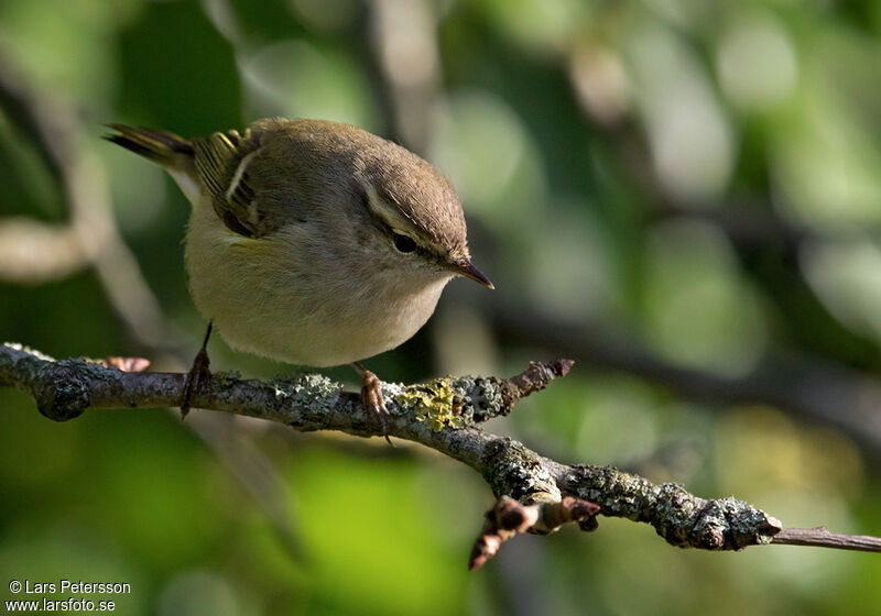 Hume's Leaf Warbler