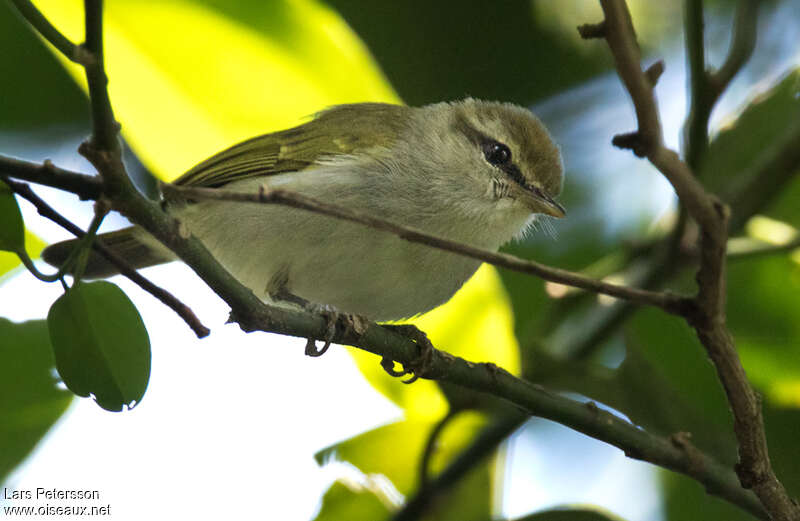 Uganda Woodland Warbler, close-up portrait