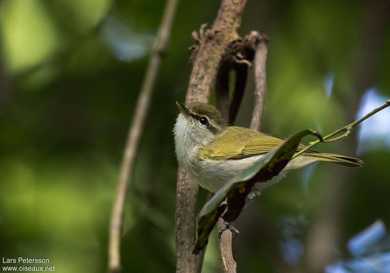 Uganda Woodland Warbler, identification