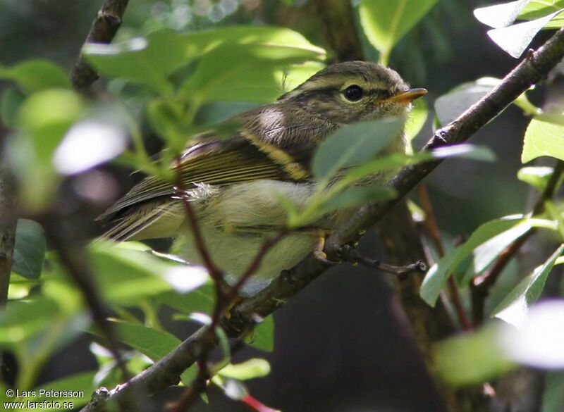 Sichuan Leaf Warbler