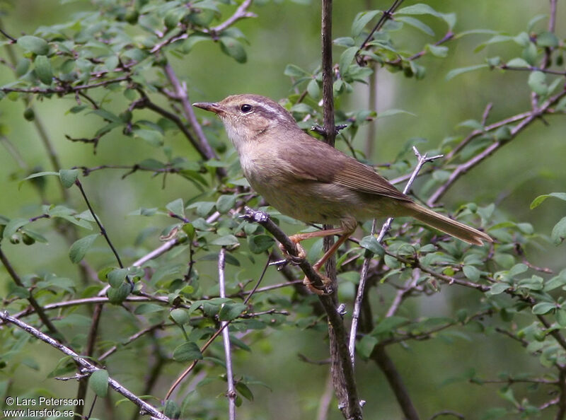 Yellow-streaked Warbler