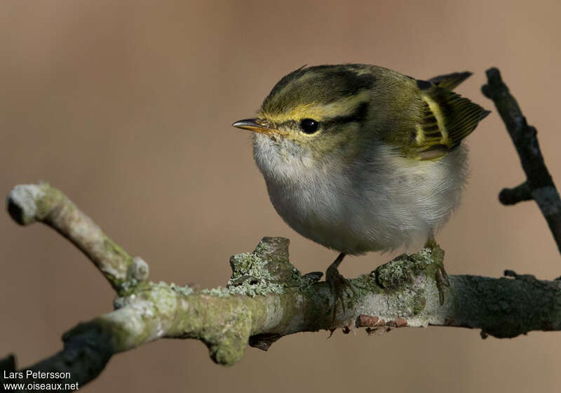 Pouillot de Pallas, portrait, pigmentation