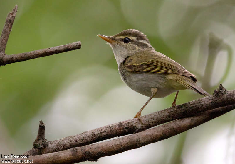 Pouillot de Temminckadulte, identification