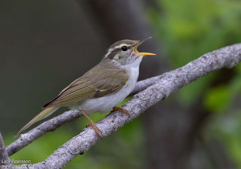 Eastern Crowned Warbler male adult breeding, pigmentation, song