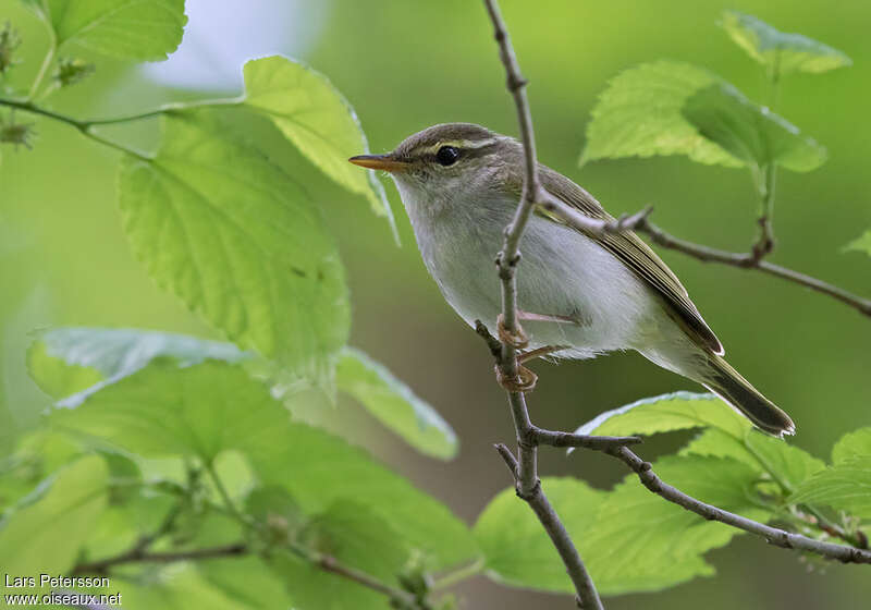 Pouillot de Temminckadulte, portrait