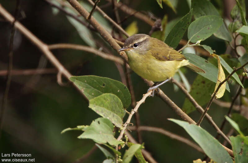 Pouillot de Timor, identification