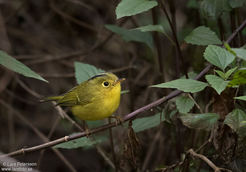 Whistler's Warbler