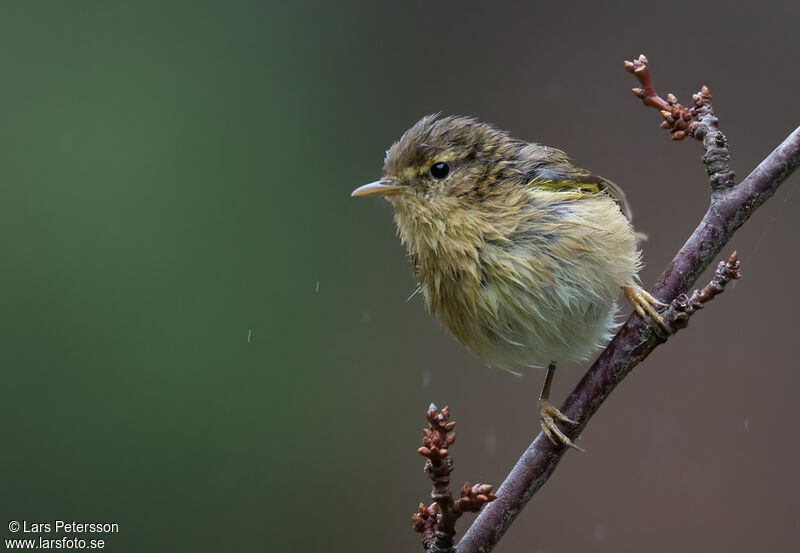 Canary Islands Chiffchaff