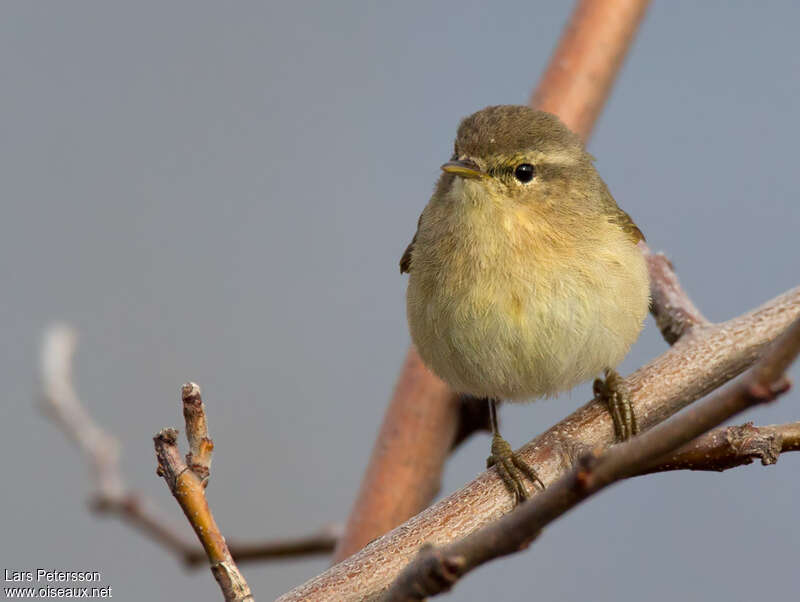 Canary Islands Chiffchaffadult, close-up portrait