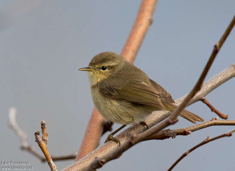 Pouillot des Canariesadulte, identification