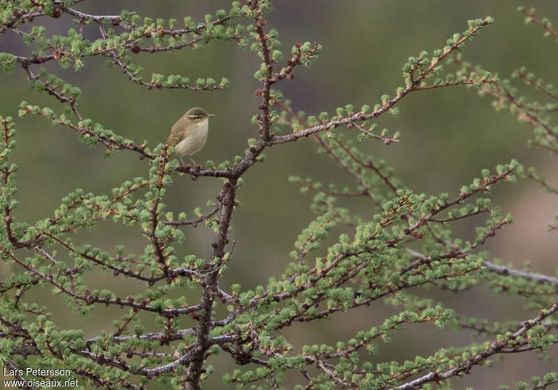 Pouillot du Pacifique, identification