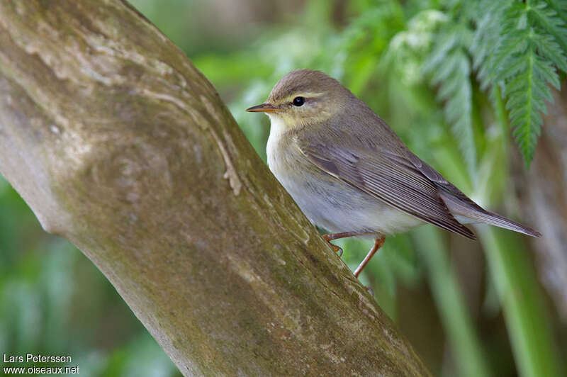 Pouillot fitisadulte, identification