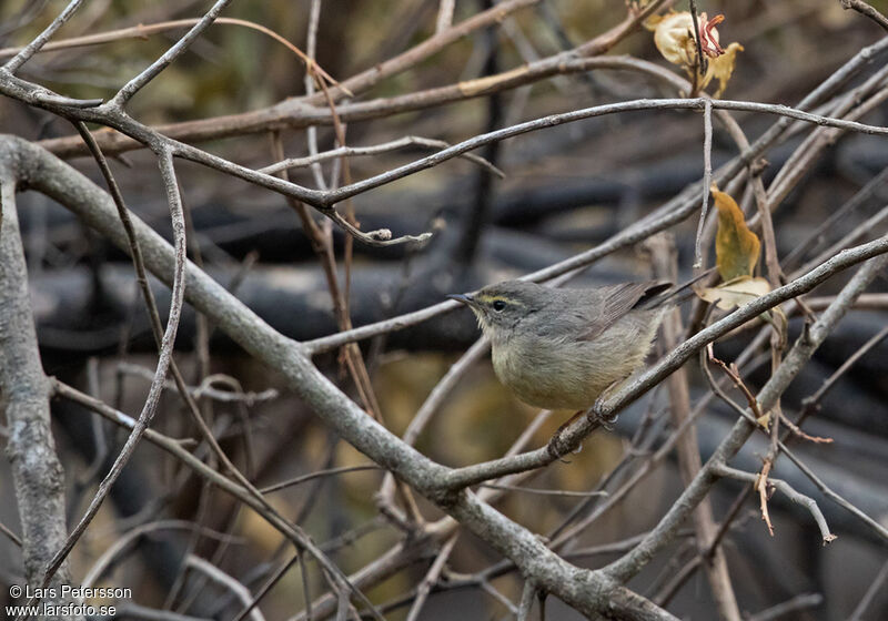 Sulphur-bellied Warbler