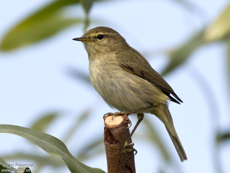 Iberian Chiffchaff