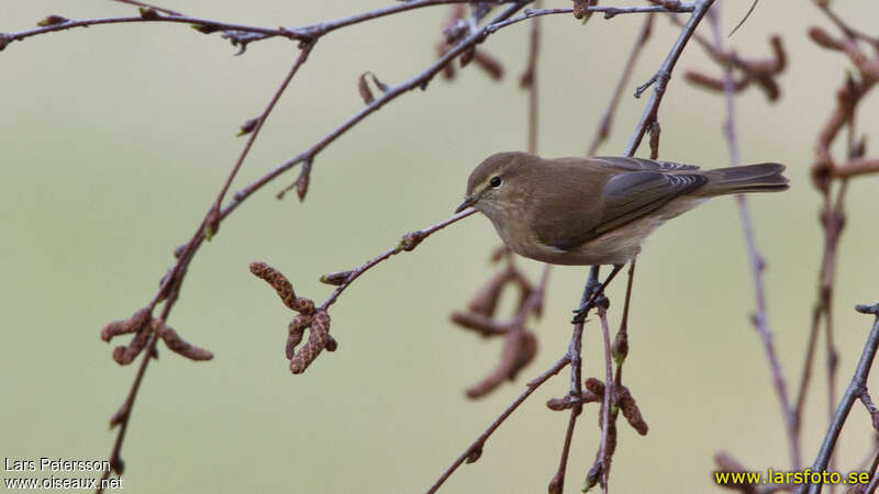 Mountain Chiffchaffadult, habitat, pigmentation