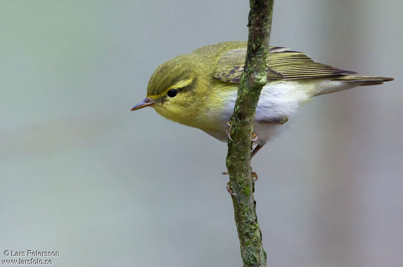 Wood Warbler