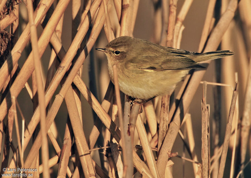 Common Chiffchaff