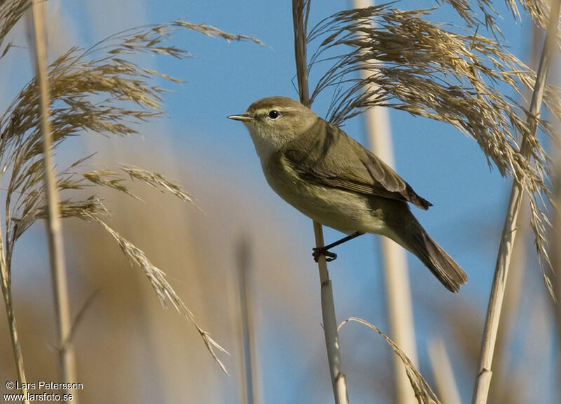 Common Chiffchaff