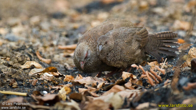 Poulette de roche