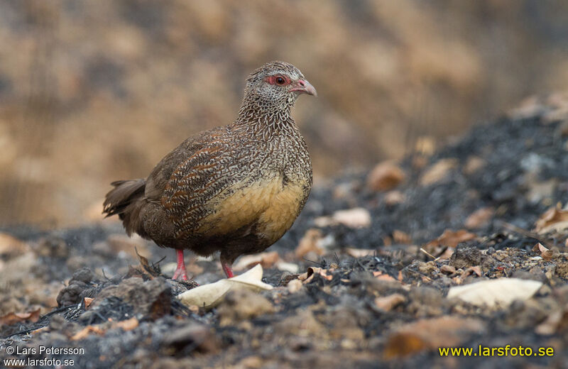 Poulette de roche