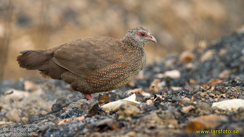 Stone Partridge