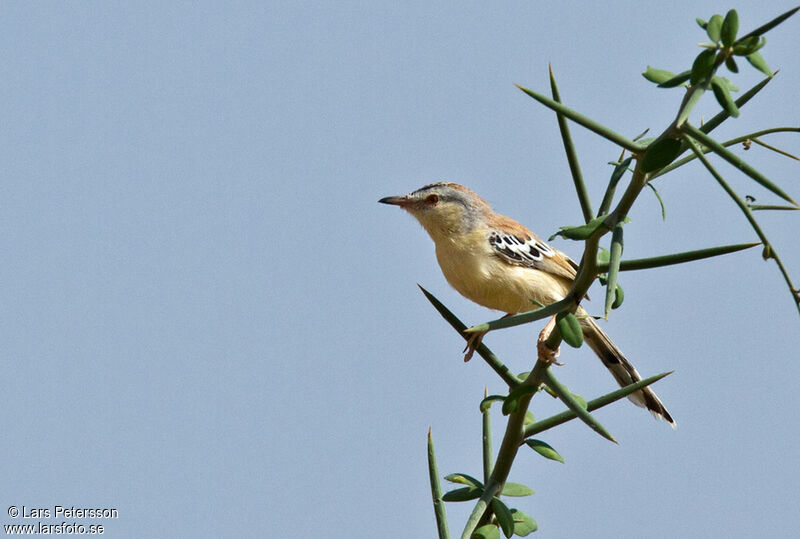 Prinia à front écailleux