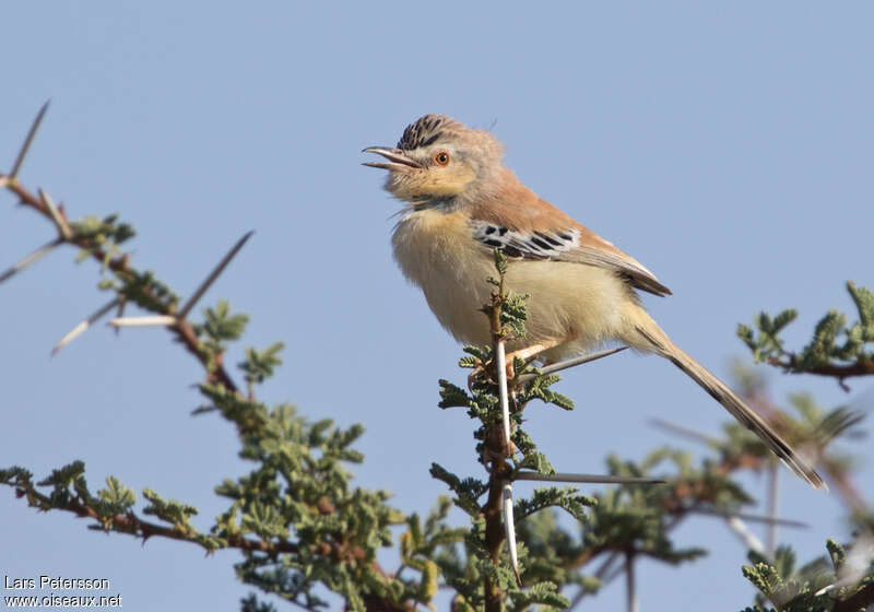 Prinia à front écailleux mâle adulte, chant