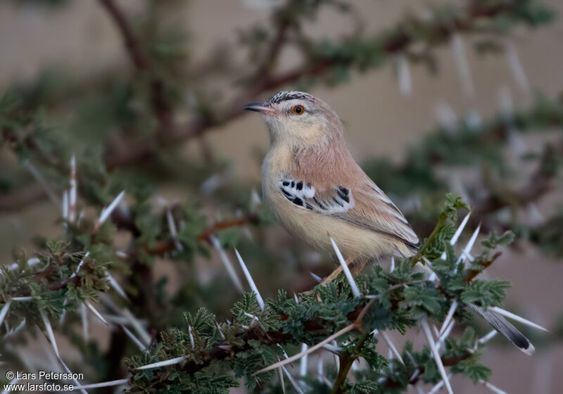 Prinia à front écailleux