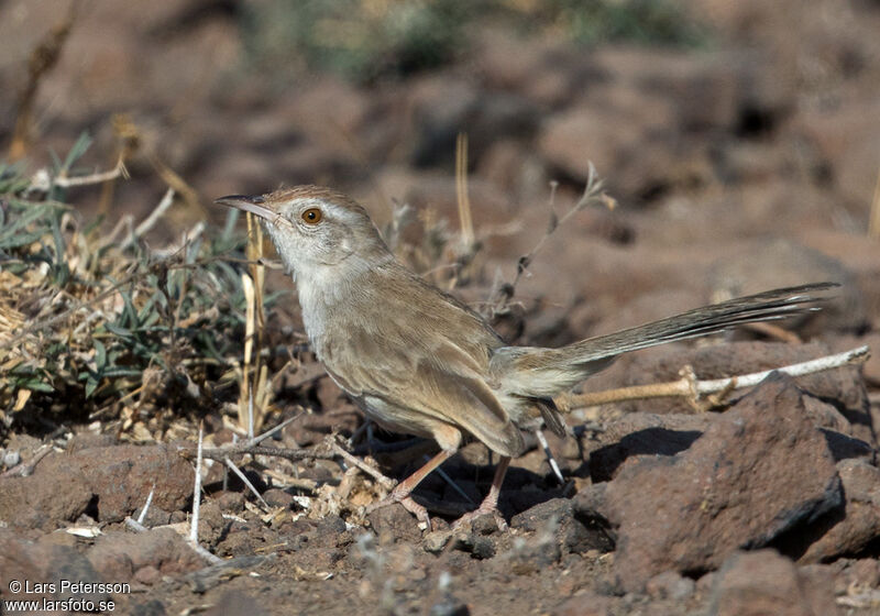 Prinia à front roux