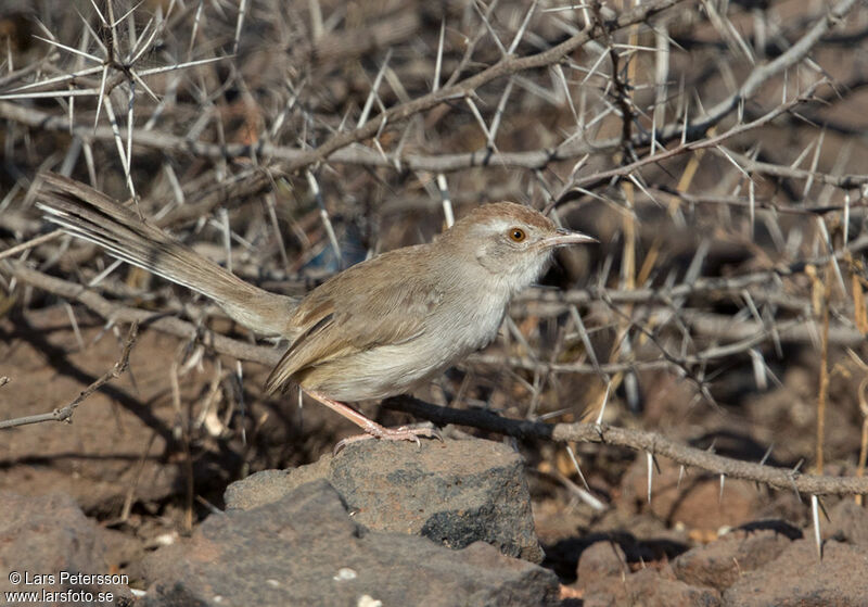 Rufous-fronted Prinia