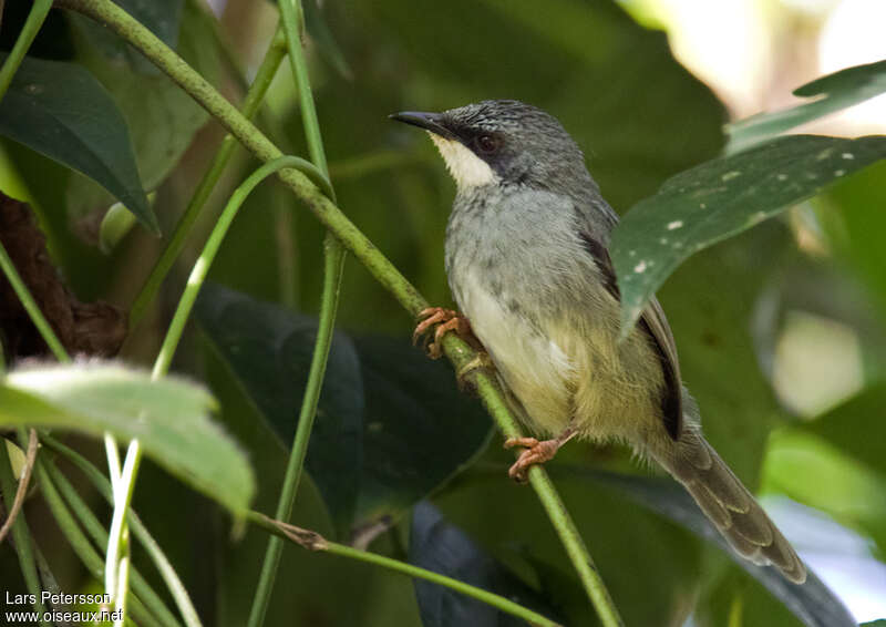 Prinia à gorge blancheadulte