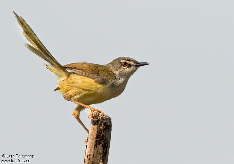 Prinia à ventre jaune