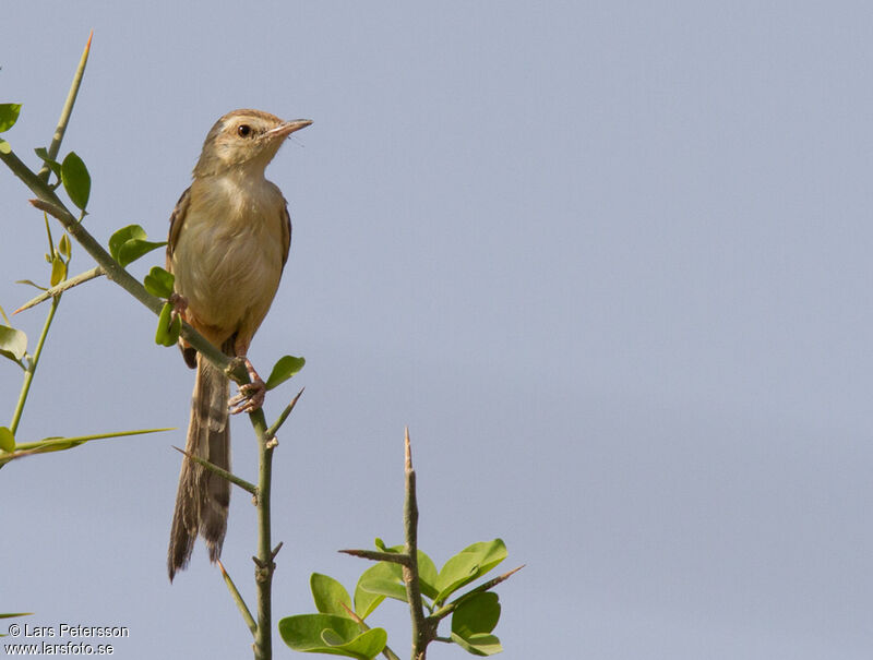 Prinia aquatique