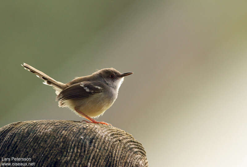 Prinia bifasciéeadulte, identification