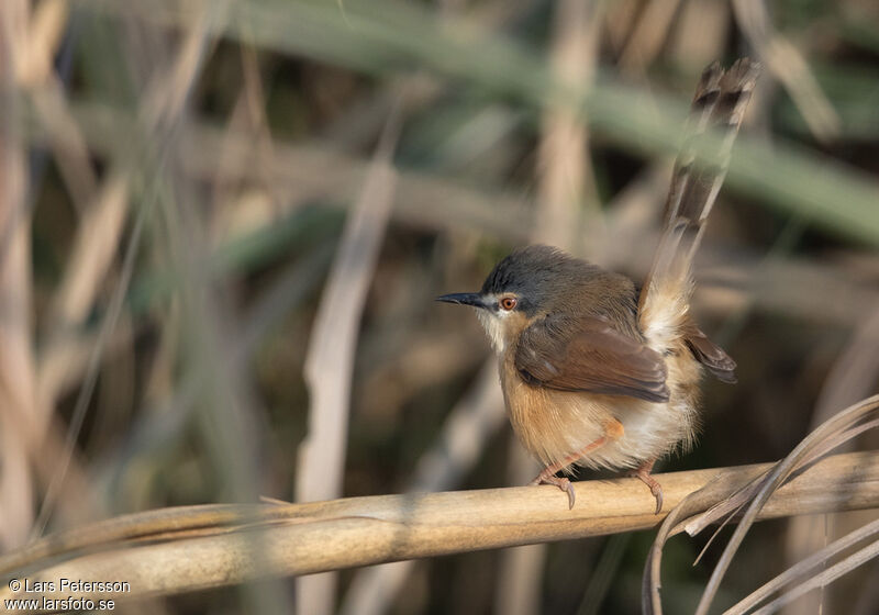 Prinia cendrée