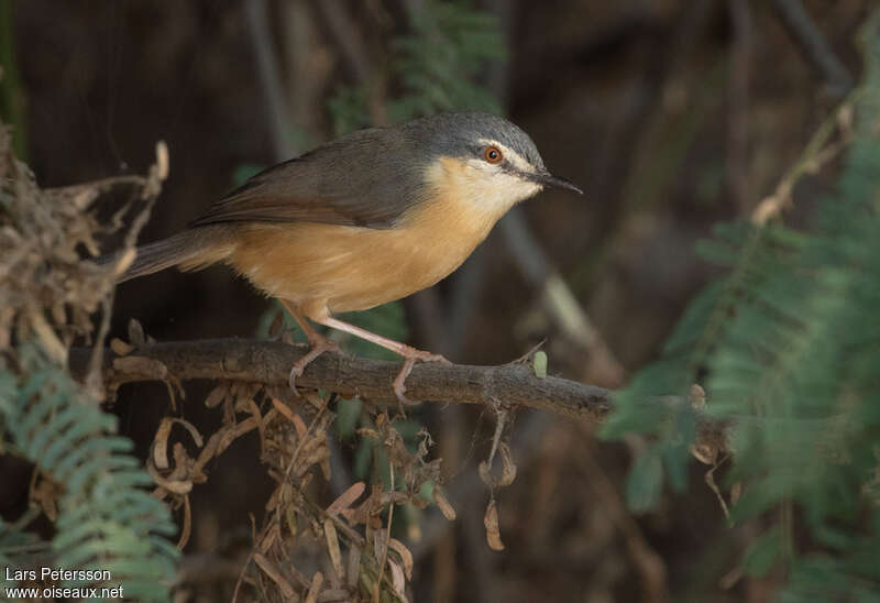 Prinia cendréeadulte, identification