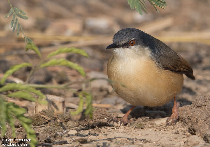 Prinia cendrée