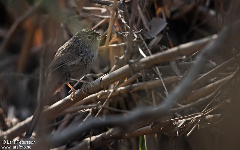 Rufous-vented Grass Babbler