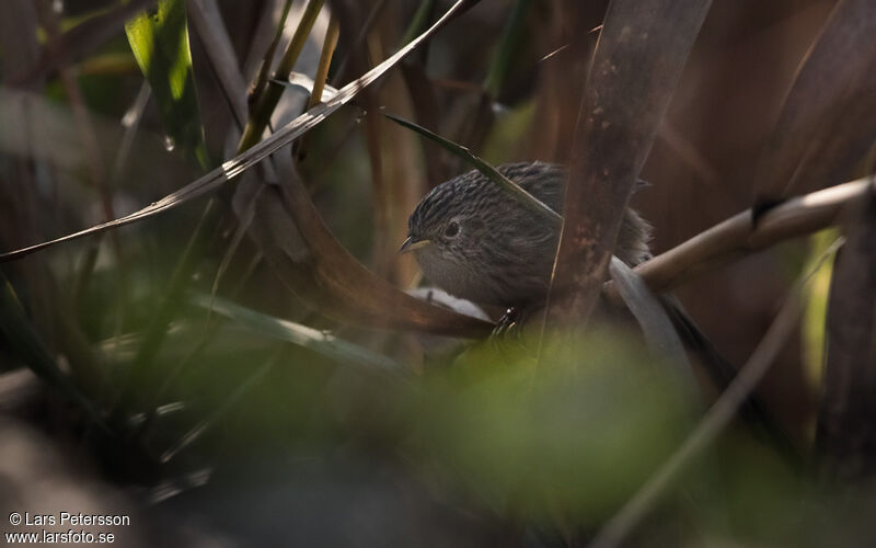 Rufous-vented Grass Babbler