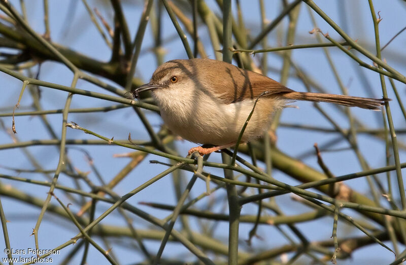 Prinia de Hodgson