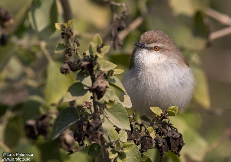 Prinia de Hodgson