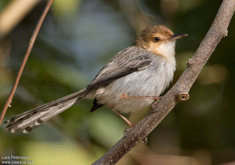 Sao Tome Priniaadult, identification