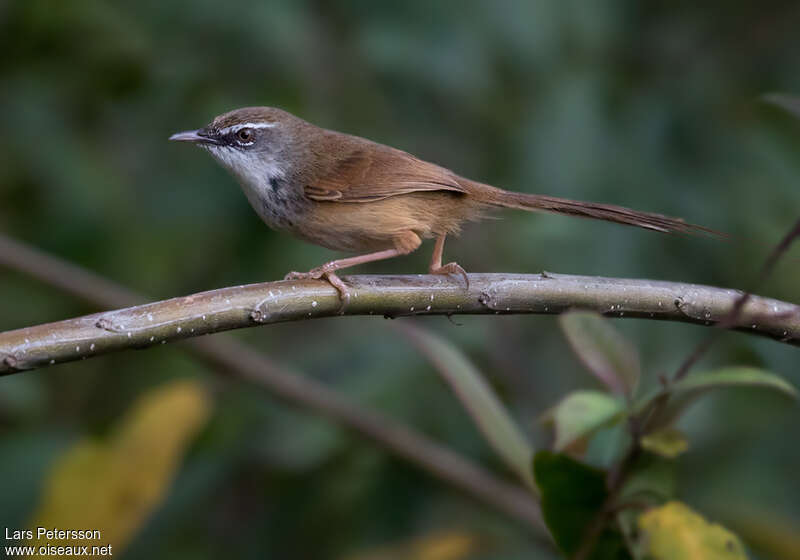 Prinia des collinesadulte, portrait, pigmentation